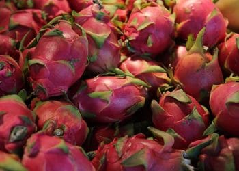 buah naga