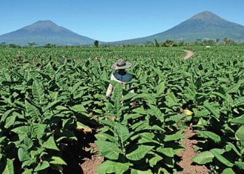 Gudang Garam Kembali Tak Serap Tembakau Temanggung, Petani Merasa Dirugikan