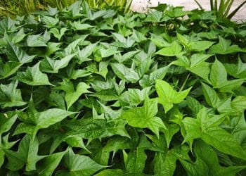daun ubi