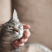 fakta menarik kucing