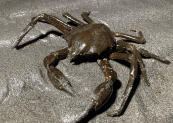 fakta kepiting rumput laut utara