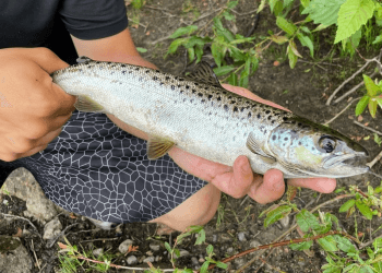 Salmon Atlantik