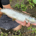 Salmon Atlantik