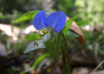 bunga commelina communis