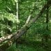 4 Fakta Menarik Hutan Białowieża, Hutan Purba Eropa