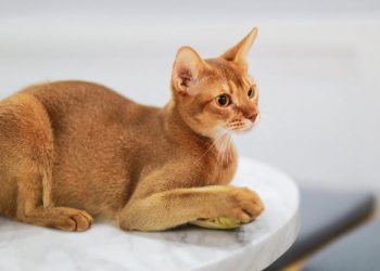 7 Kucing Paling Cerdas yang Mudah Dilatih dan Penuh Kasih