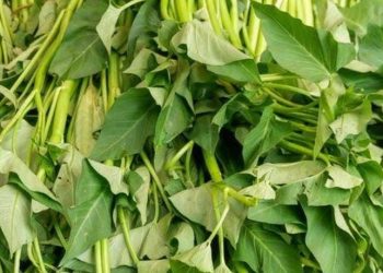 Batang Kangkung Tak Boleh Dibuang, Manfaatnya Luar Biasa