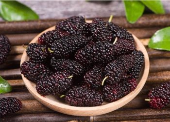 7 Manfaat Kesehatan Blackberry