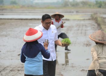 Panen Empat Kali Tahun? Klaten Serius Dengan Wamentan Sudaryono