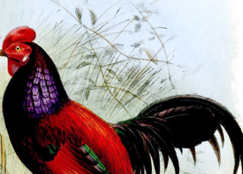 5 Burung Unik Hasil Persilangan, Termasuk Asli Indonesia