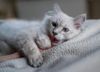 Mengapa Kucing Suka Menggigit Tangan dan Kaki Kita? Ini Penjelasannya