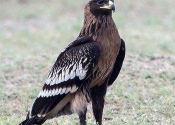 7 Fakta Menarik Burung Rajawali Totol, Sering Disebut Burung Bangkai!