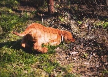 5 Alasan Anjing Suka Menyembunyikan Makanan dan Mainannya