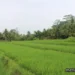 Profil Desa Bojongmalang
