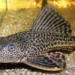 Ikan sapu-sapu