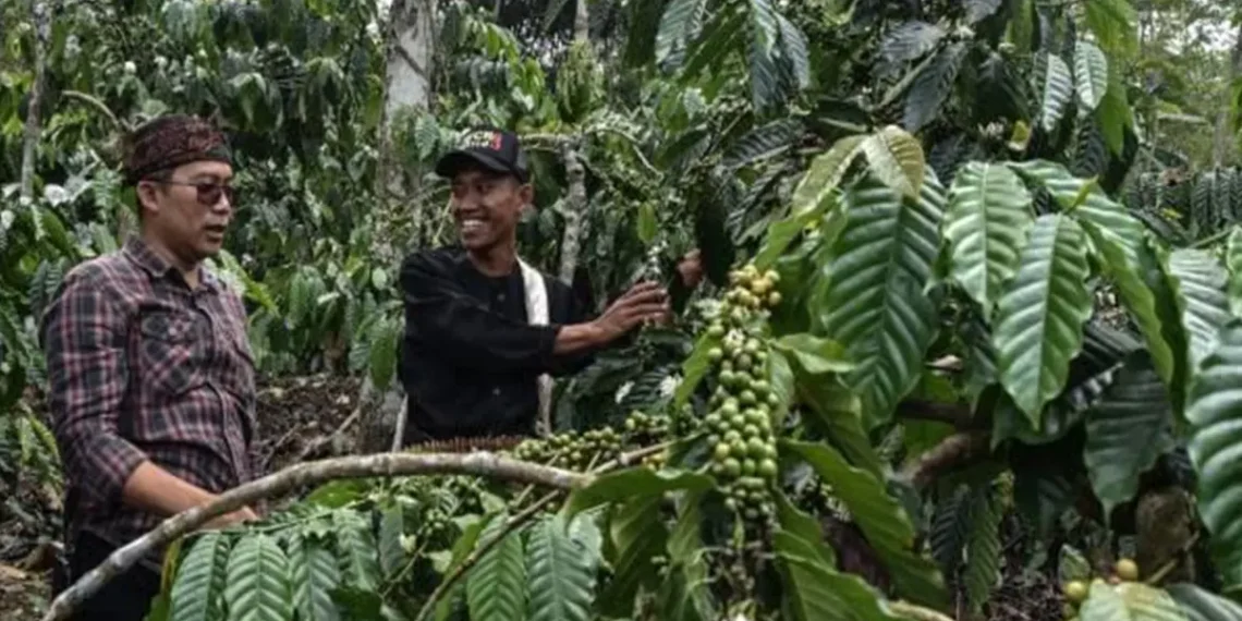 kopi Ciamis