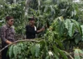 kopi Ciamis