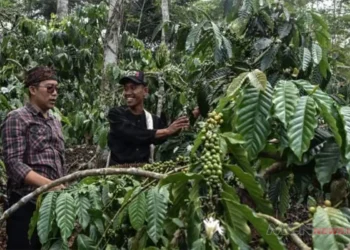 kopi Ciamis