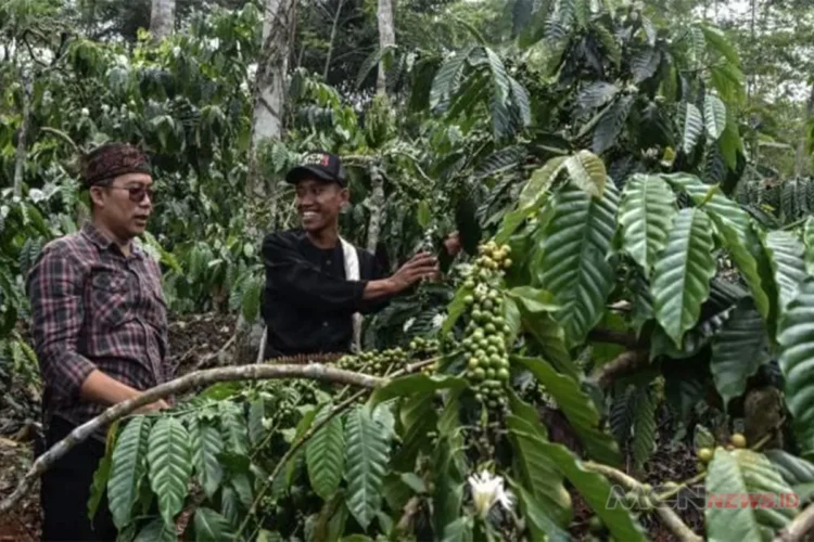 kopi Ciamis