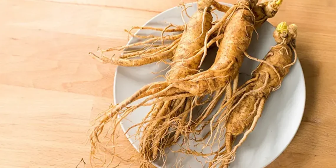 ginseng Jawa