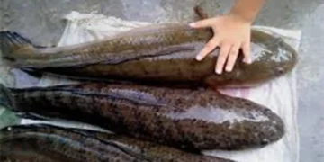 ikan gabus