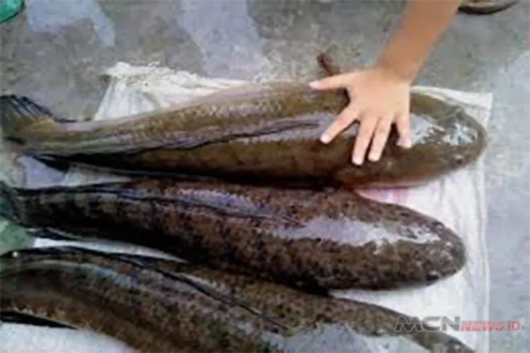 ikan gabus